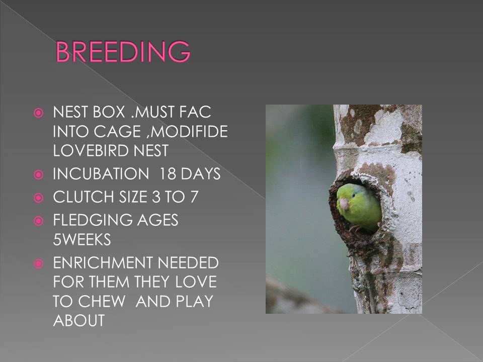 Smallest Parrot in Aviculture Slide